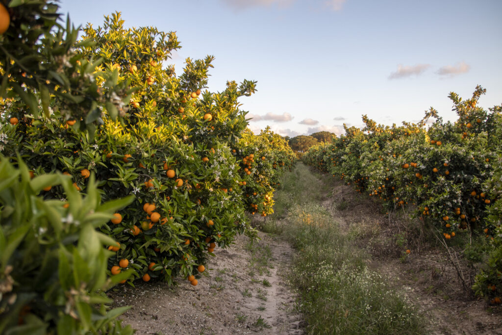 finca-plantacion-citricos-mandarina-naranja-ubicada-provincia-huelva-espana